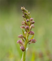 Grüne Hohlzunge (Coeloglossum viride) 04n