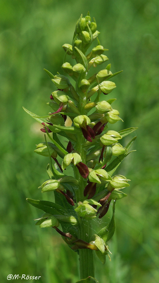 Grüne Hohlzunge (Coeloglossum viride)