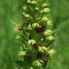 Grüne Hohlzunge (Coeloglossum viride)