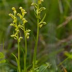 Grüne Hohlzunge (Coeloglossum viride) .