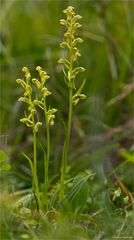 Grüne Hohlzunge (Coeloglossum viride) .