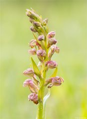 Grüne Hohlzunge (Coeloglossum viride) 18