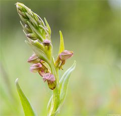 Grüne Hohlzunge (Coeloglossum viride)