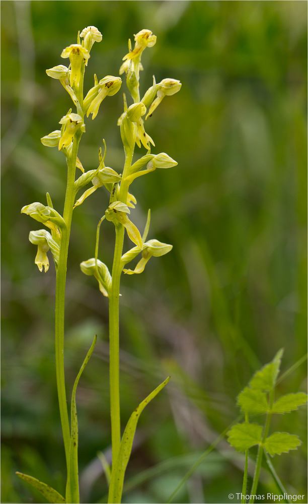 Grüne Hohlzunge (Coeloglossum viride)-