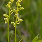 Grüne Hohlzunge (Coeloglossum viride)-