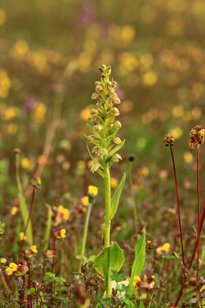 Grüne Hohlzunge (Coeloglossum viride)