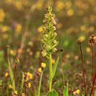 Grüne Hohlzunge (Coeloglossum viride)