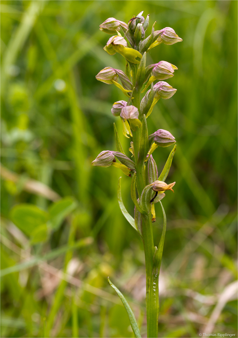 Grüne Hohlzunge (Coeloglossum viride) .