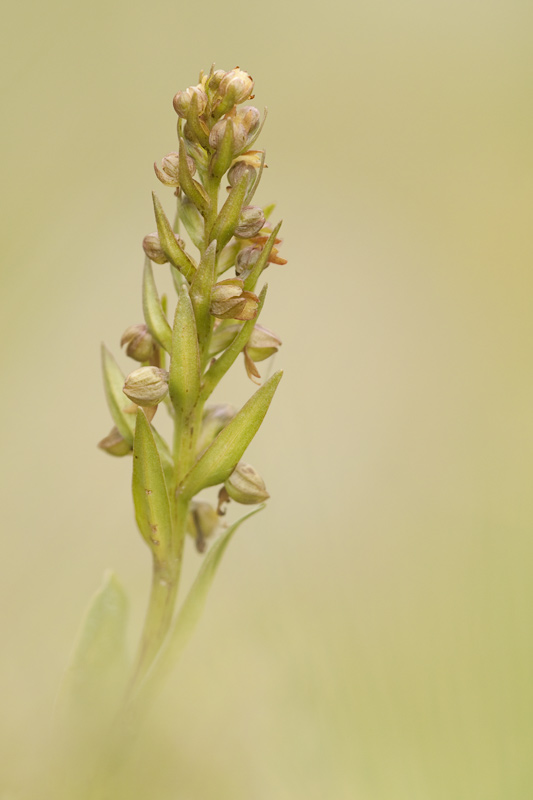 Grüne Hohlzunge (Coeloglossum viride)