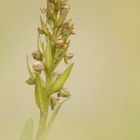 Grüne Hohlzunge (Coeloglossum viride)