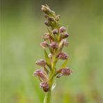 Grüne Hohlzunge (Coeloglossum viride)