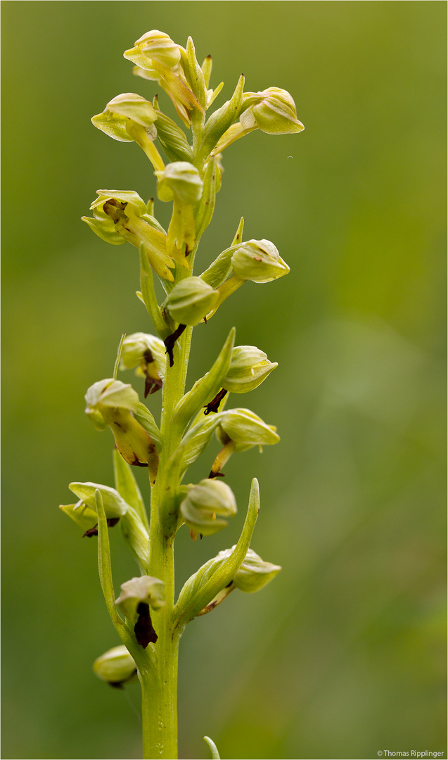 Grüne Hohlzunge (Coeloglossum viride)-