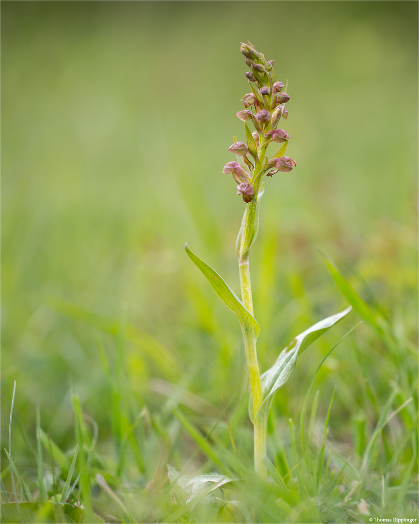 Grüne Hohlzunge (Coeloglossum viride) 9912