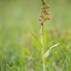 Grüne Hohlzunge (Coeloglossum viride) 9912