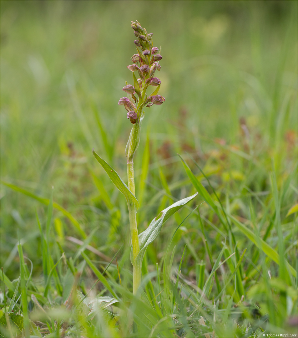 Grüne Hohlzunge (Coeloglossum viride) 9913