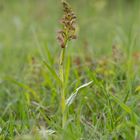 Grüne Hohlzunge (Coeloglossum viride) 9913