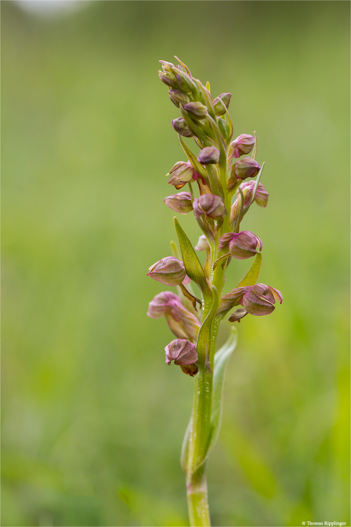 Grüne Hohlzunge (Coeloglossum viride) 9916b