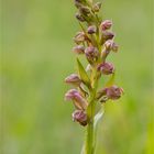 Grüne Hohlzunge (Coeloglossum viride) 9916b