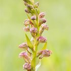 Grüne Hohlzunge (Coeloglossum viride) 9918