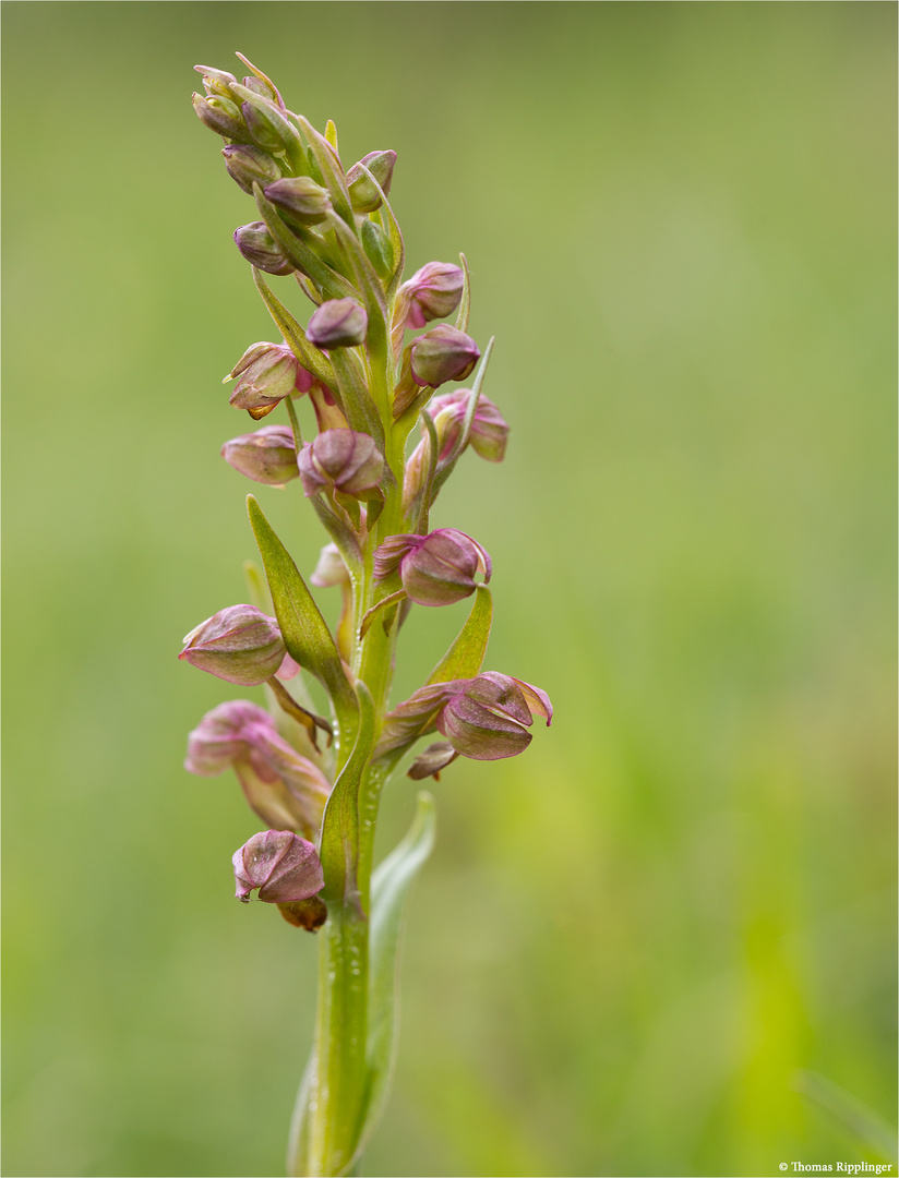 Grüne Hohlzunge (Coeloglossum viride) 9921