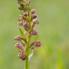 Grüne Hohlzunge (Coeloglossum viride) 9921