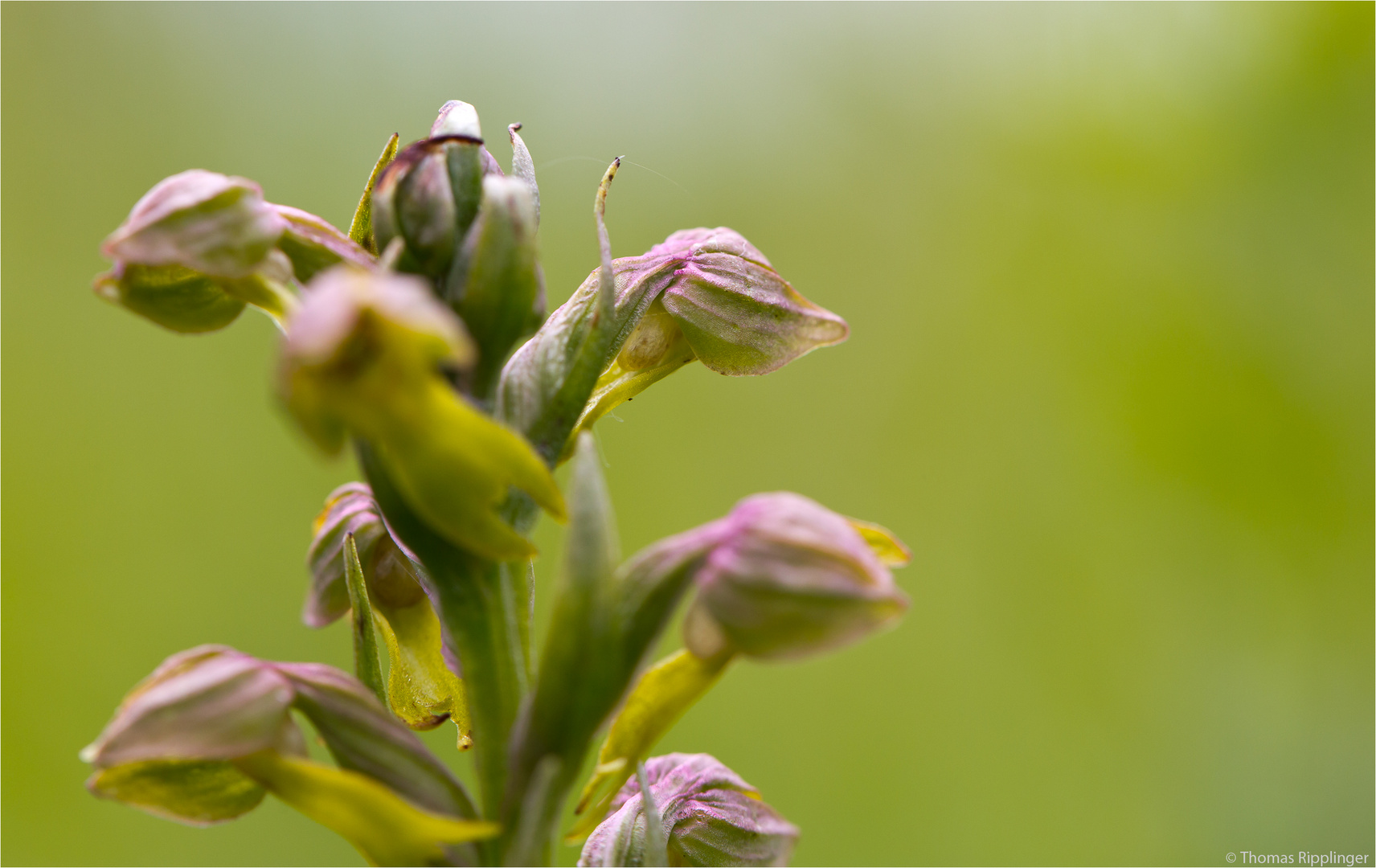 Grüne Hohlzunge (Coeloglossum viride)....