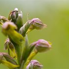 Grüne Hohlzunge (Coeloglossum viride)....