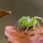 Grüne Huchspinne