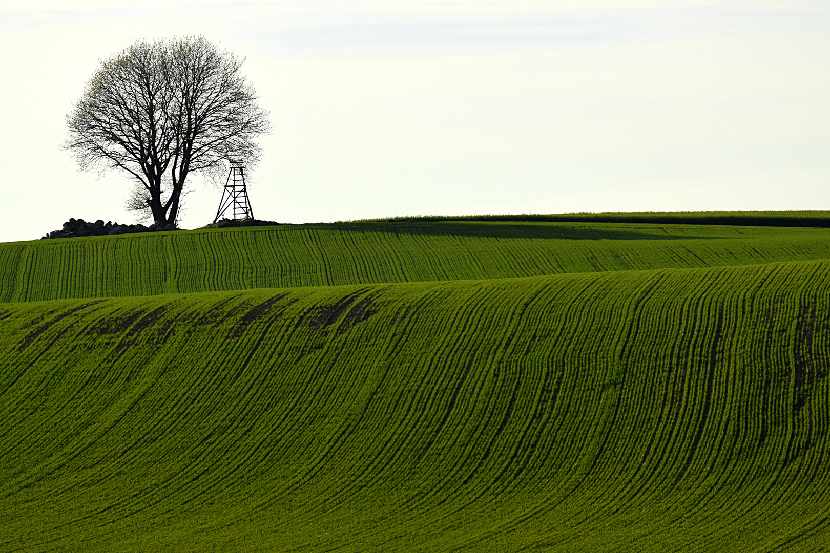 Grüne Hügel