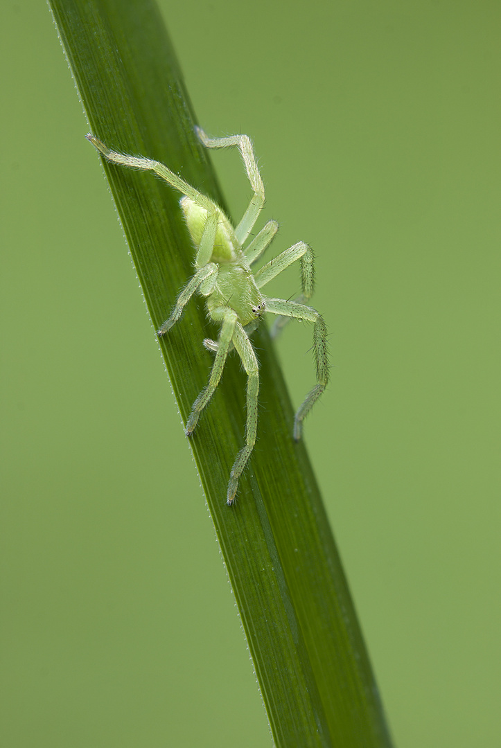 Grüne Huschspinne