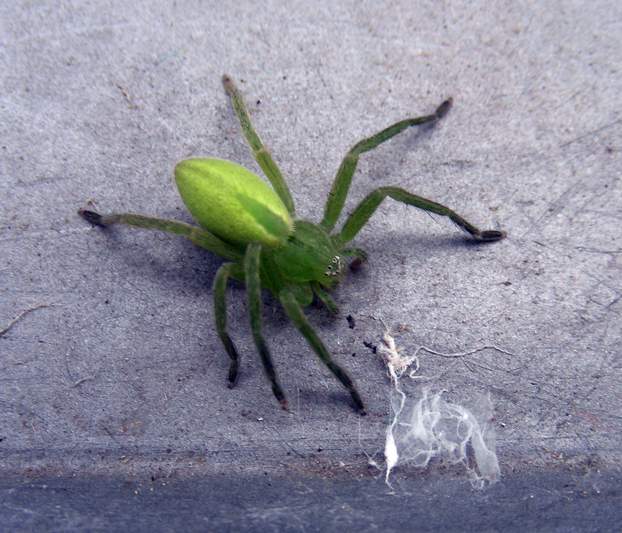 Grüne Huschspinne