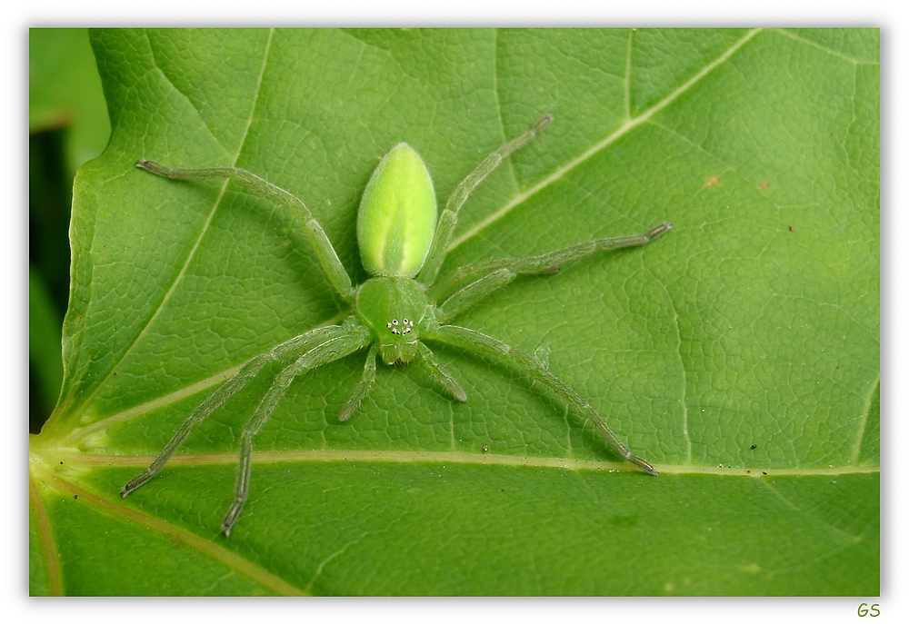 Grüne Huschspinne