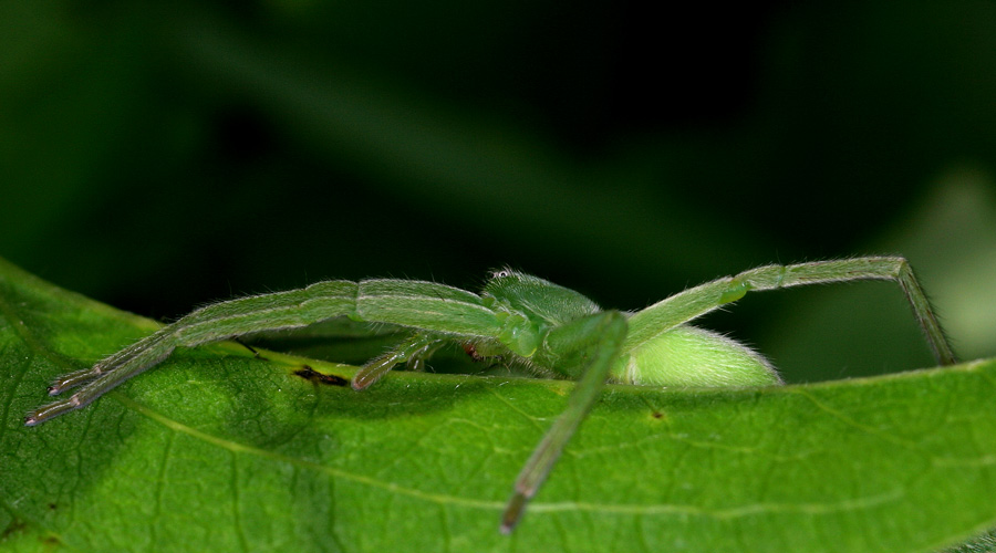 Grüne Huschspinne II