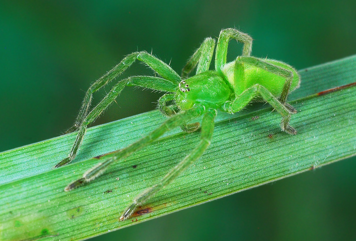 Grüne Huschspinne (Micromata rosea)