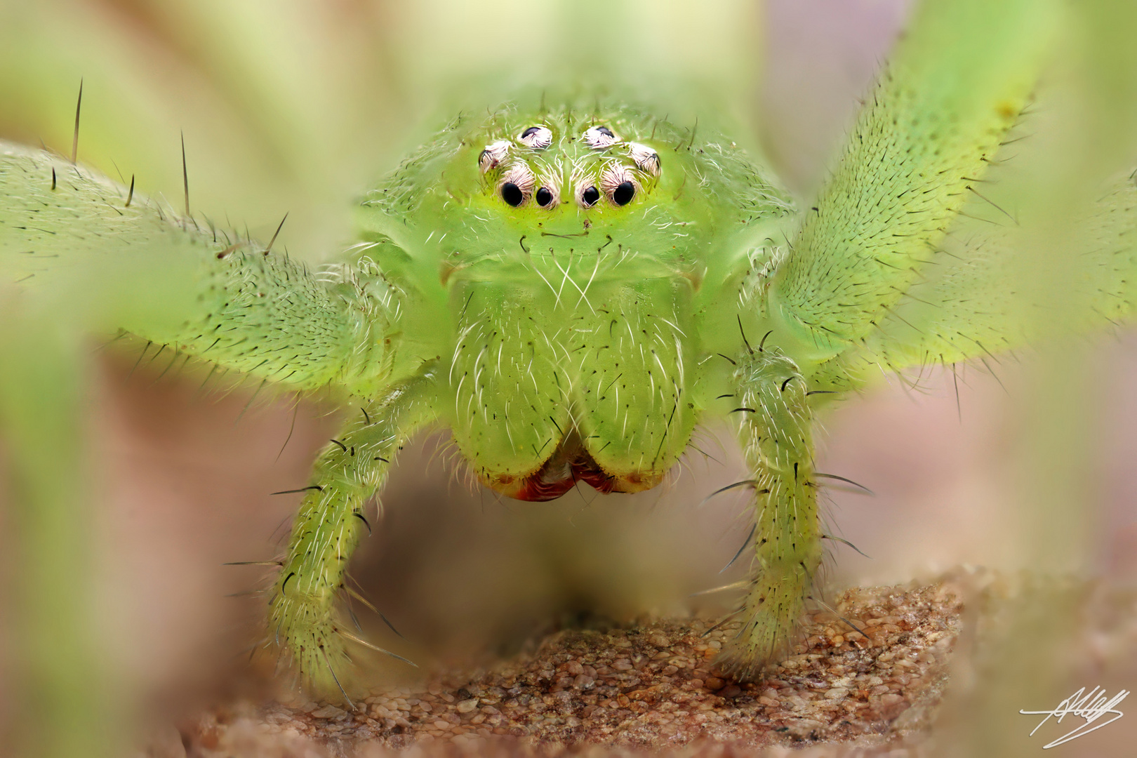 Grüne Huschspinne (Micrommata virescens)