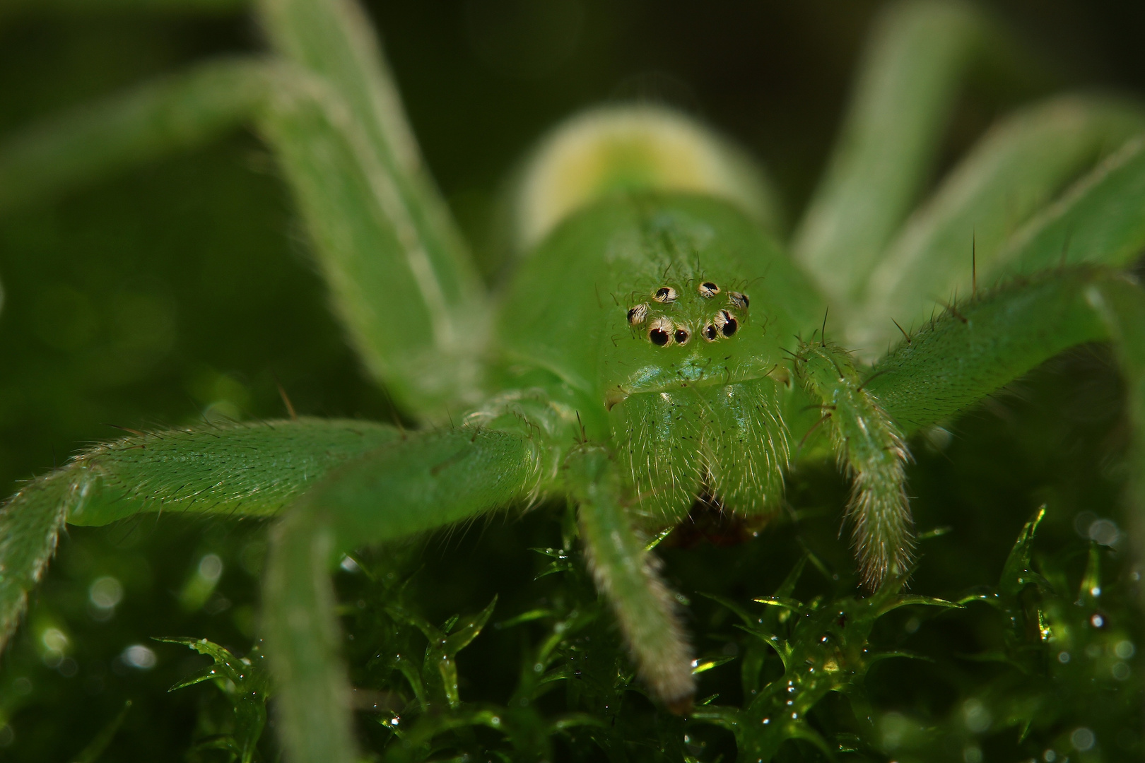 Grüne Huschspinne (Micrommata virescens)