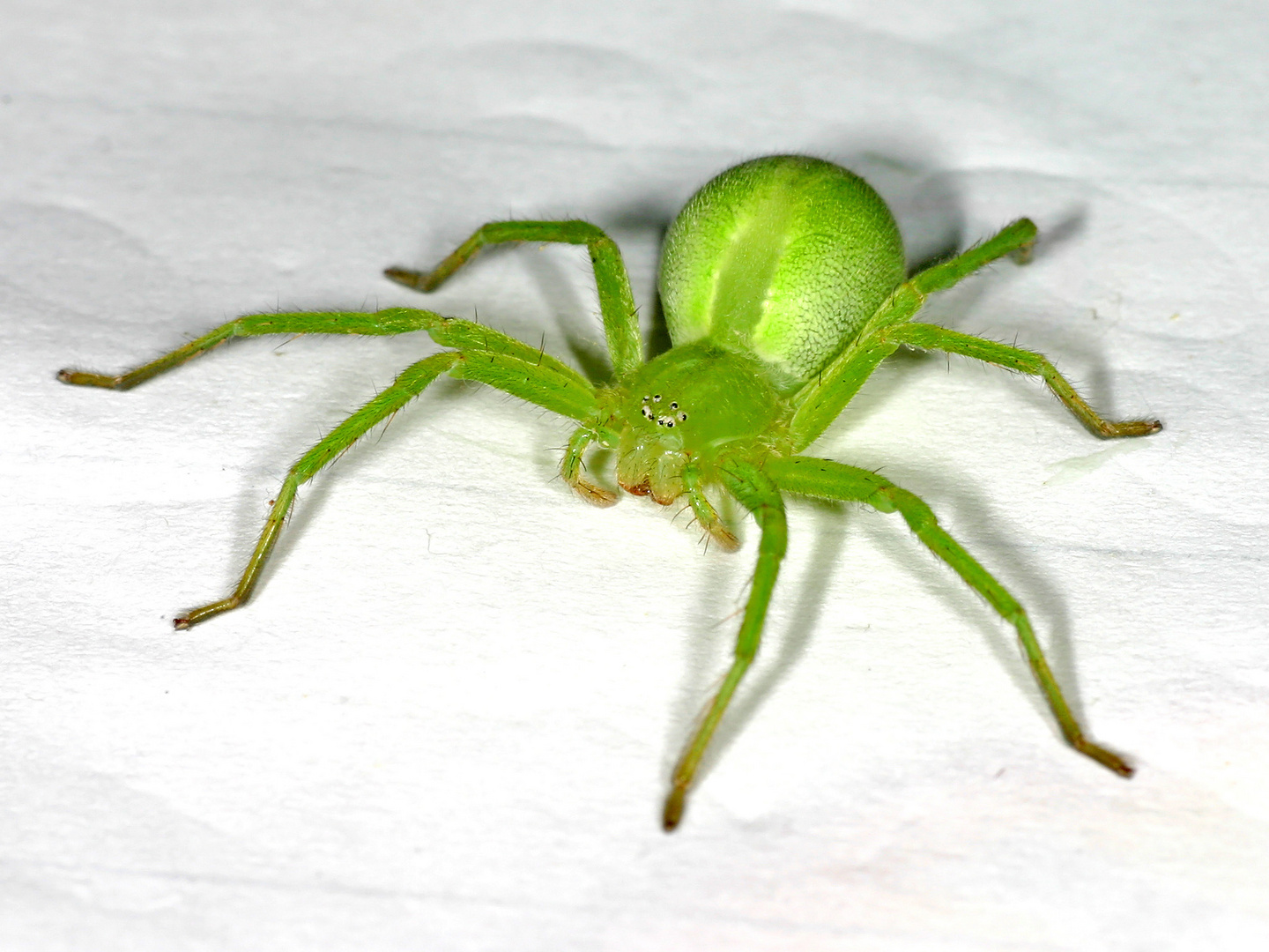 Grüne Huschspinne Micrommata virescens Female Foto & Bild makro