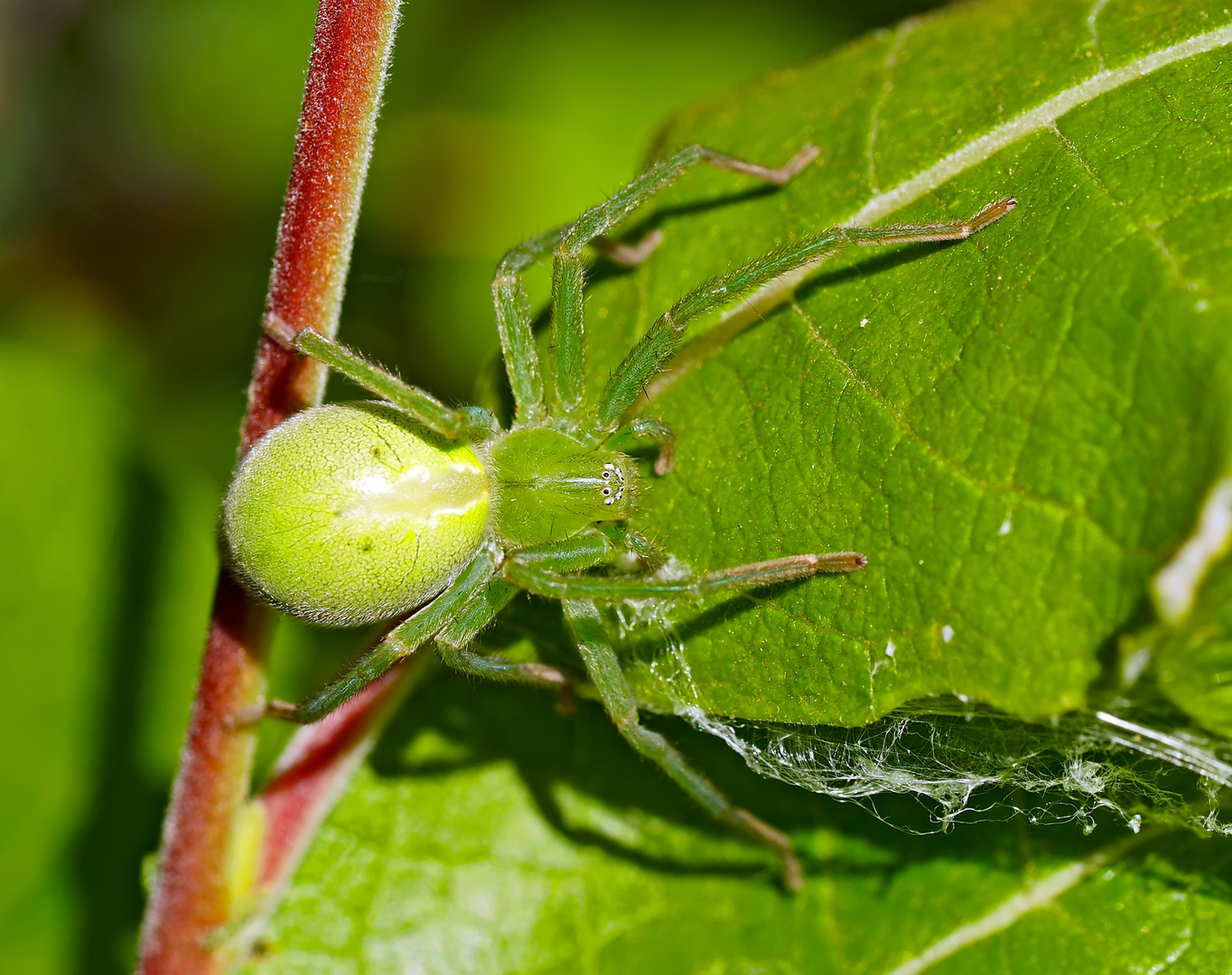 Grüne Huschspinne (Micrommata virescens) - Micrommata verte, ou araignée verte.