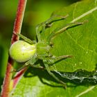 Grüne Huschspinne (Micrommata virescens) - Micrommata verte, ou araignée verte.