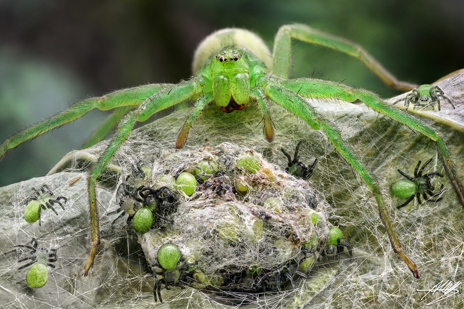 Grüne Huschspinne mit Nachwuchs