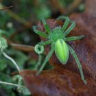 Grüne Huschspinne - Weibchen