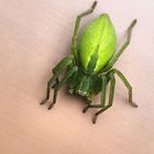 Grüne Huschspinne Weibchen ( Micrommata vierscens )