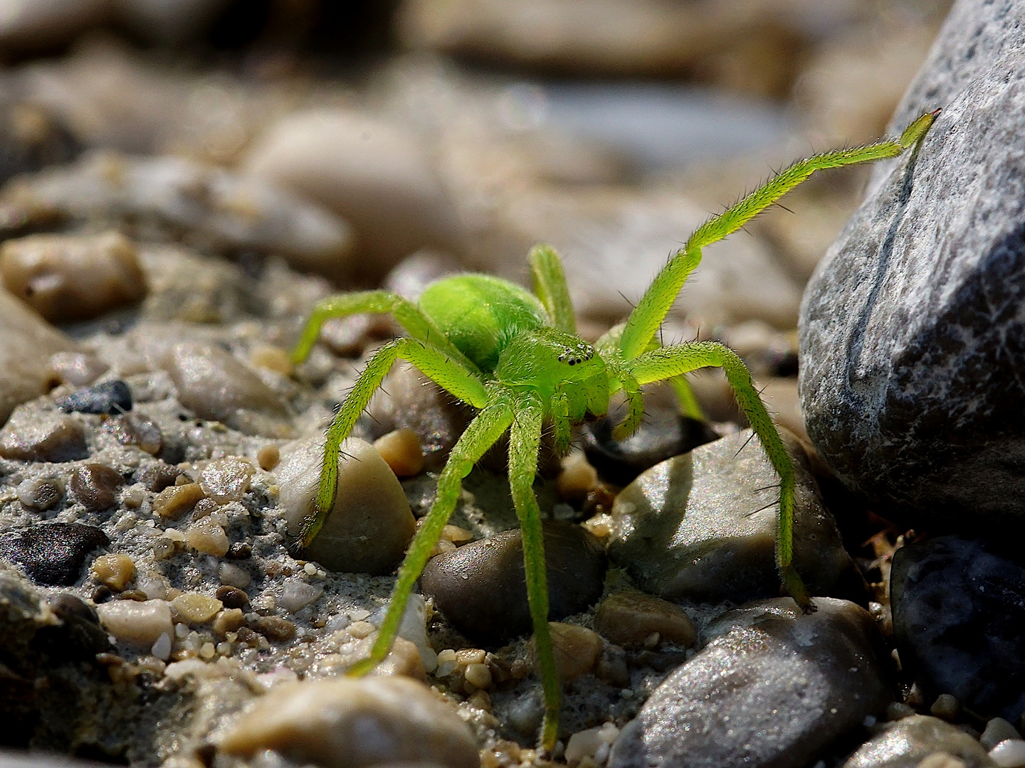 Grüne Huschspinne2 Foto &amp; Bild | monatswettbewerbe natur, foto des ...