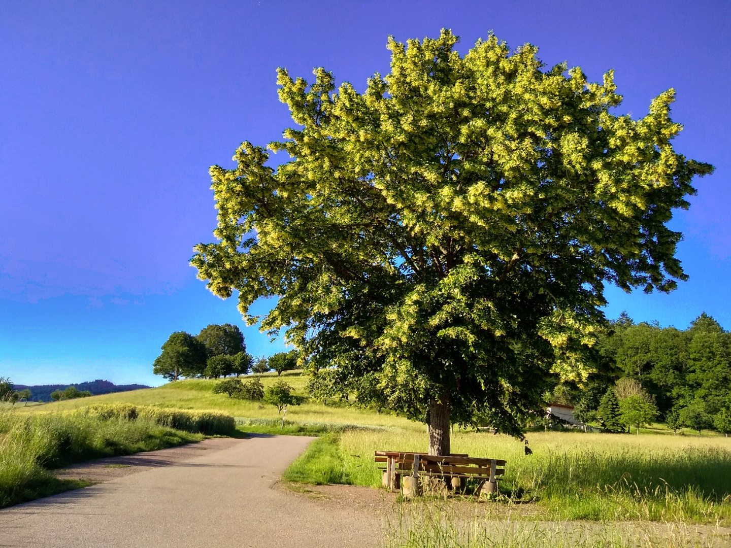 Grüne Idylle