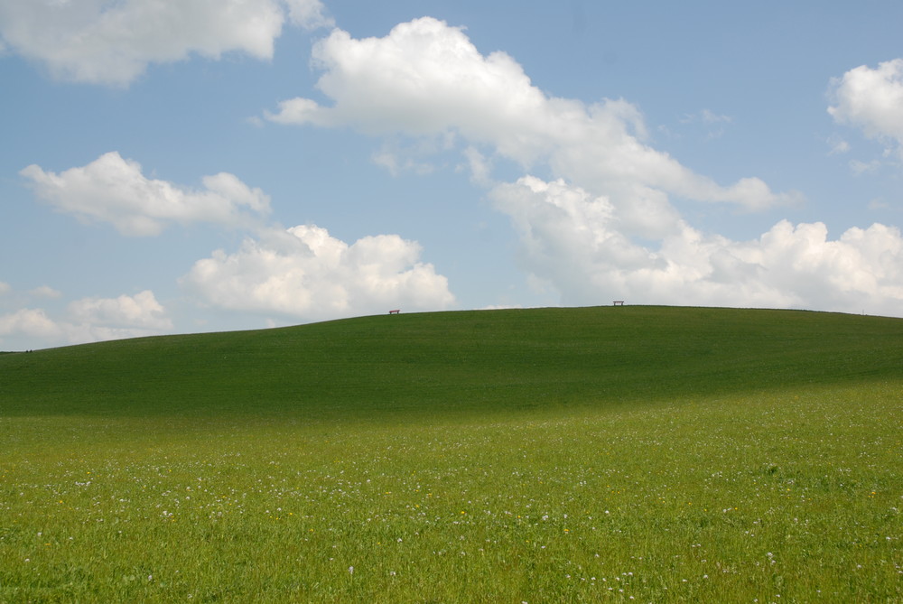 Grüne Idylle - Windows XP?