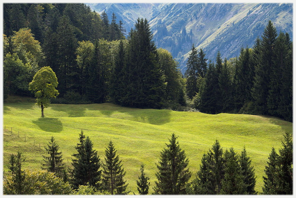 grüne Insel