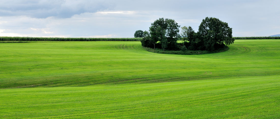 Grüne Insel