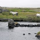 grüne insel