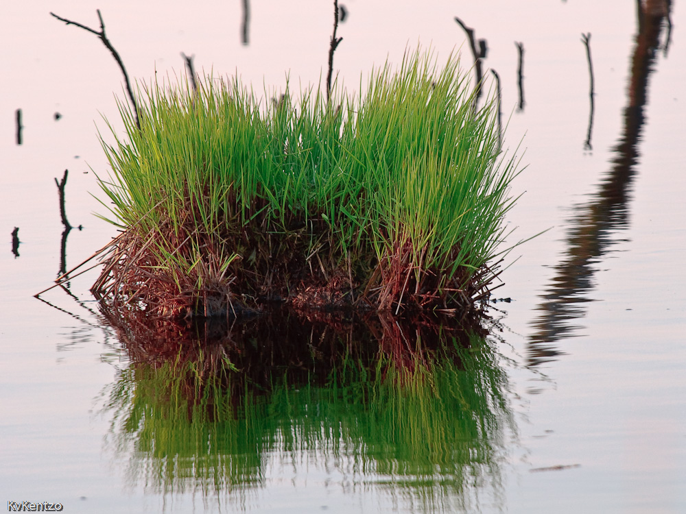 grüne Insel im Moor