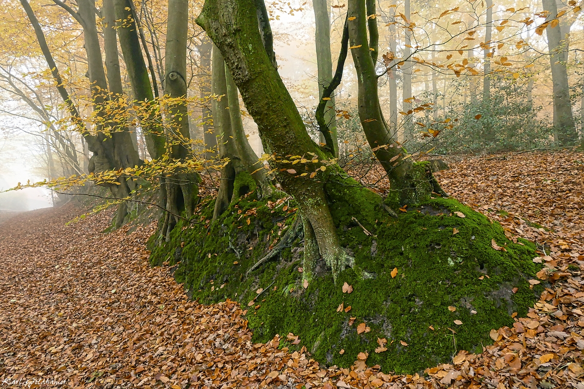 Grüne Insel im orangen Blättermeer